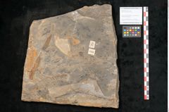 Foto (Objekt + Etikett) von Walchia piniformis Sternbg. (NHMW-GEO-2024-0188-11124)